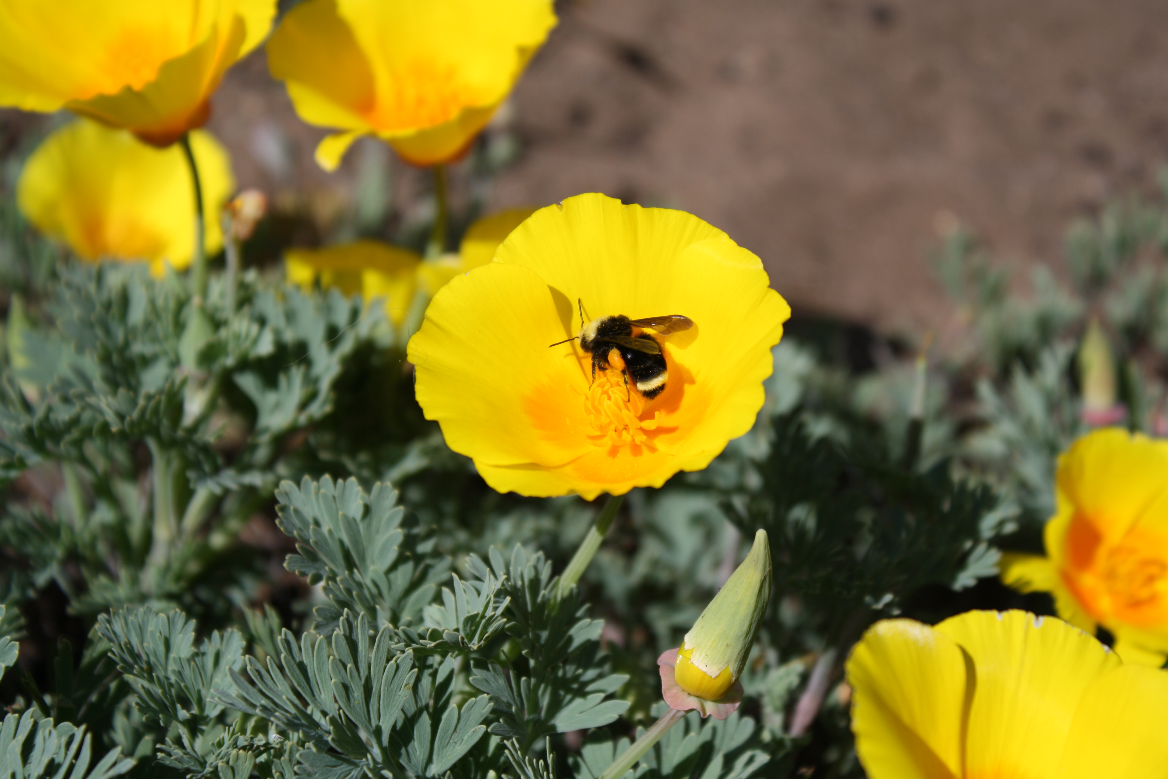 Humble Bee Herbal